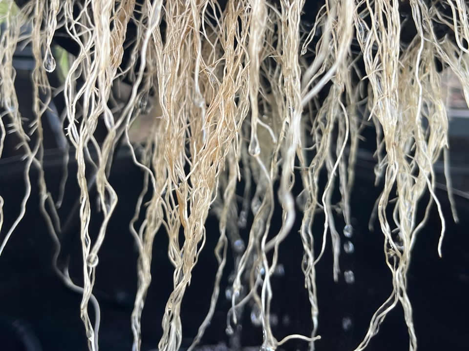 Withania Somnifera (Ashwagandha)