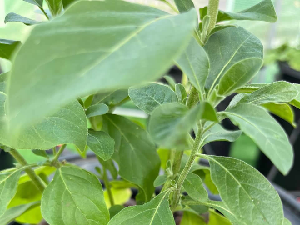 Withania Somnifera (Ashwagandha)