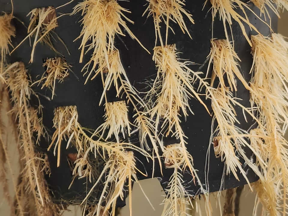 Cannabis Sativa Raiz (Cáñamo)