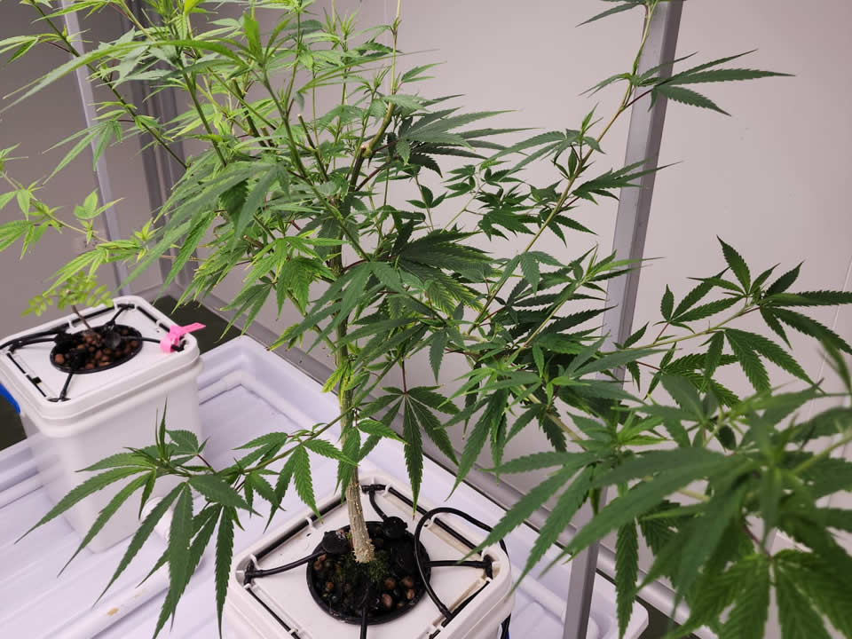 Cannabis Sativa (Cáñamo)