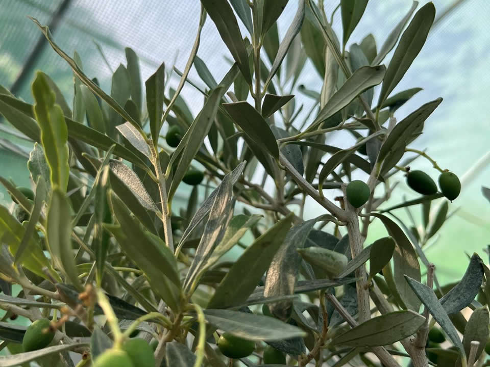 Olea Europaea (Olivo)