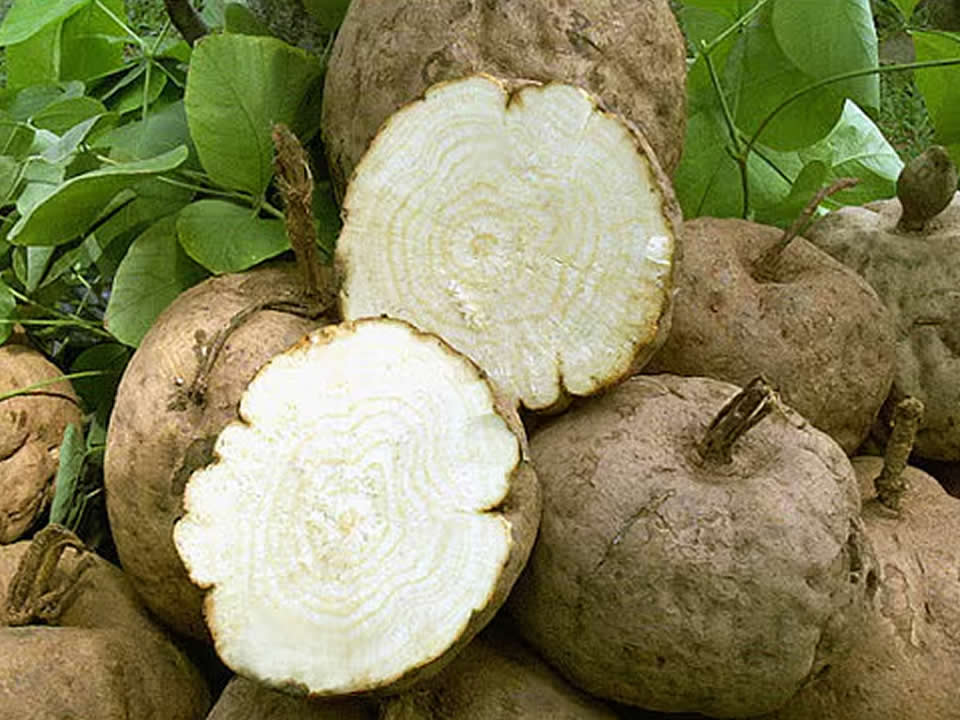 Pueraria Mirifica Raiz (Kwao Krua)