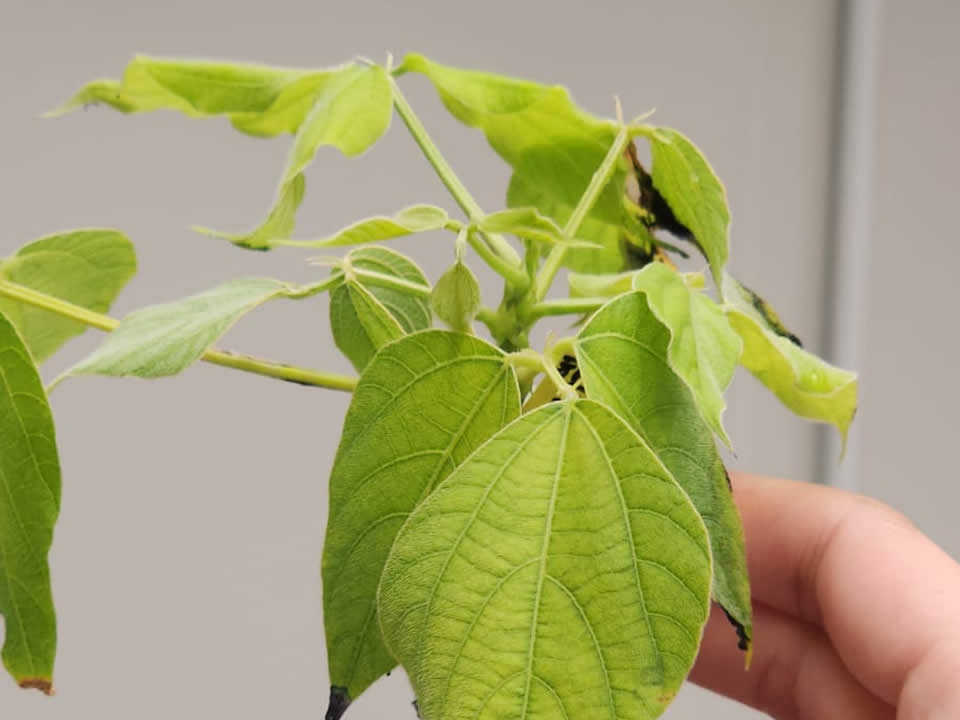 Pueraria Mirifica (Kwao Krua)