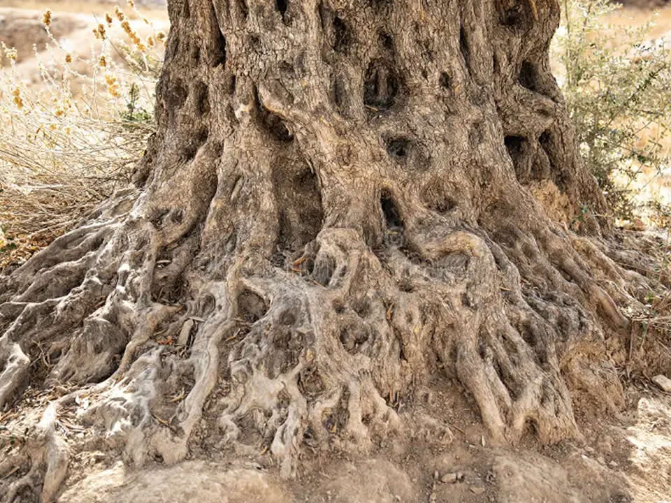 Olea Europaea Raiz (Olivo)